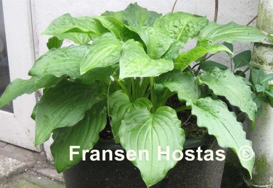 Hosta Mirage